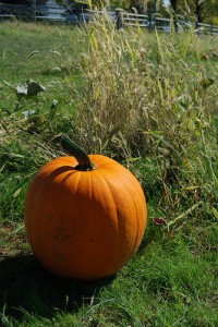 Fall harvest festival is just around the corner.