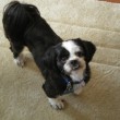 Our sweet puppy Oliver