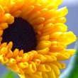 summer-sun-flower-wallpaper summer-sun-flower-wallpaper