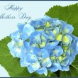 Mothers-Day-Hydrangea