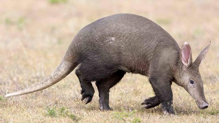 Aardvark