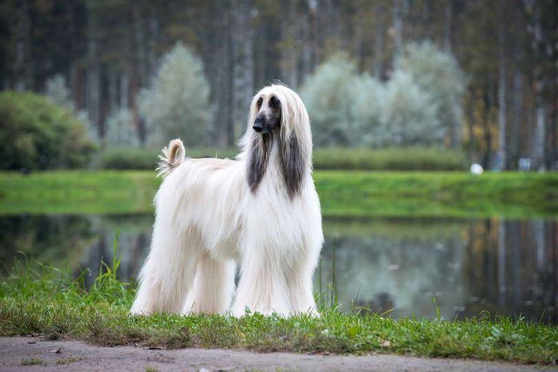 Afghan_Hound