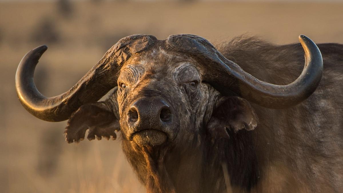 African_Buffalo