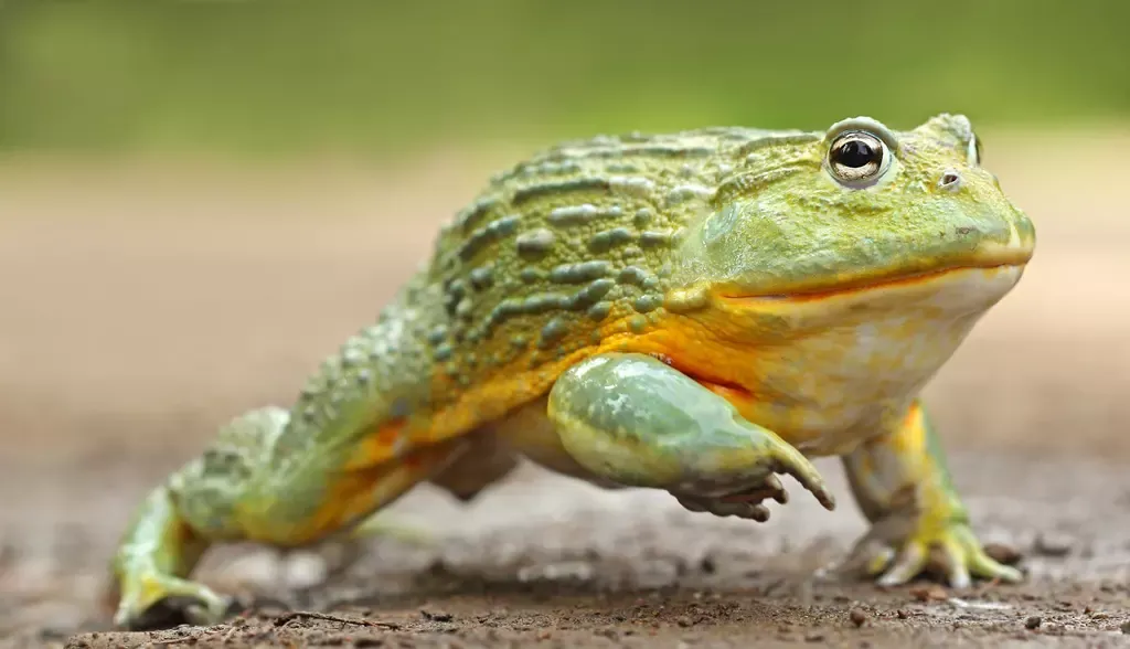 African_Bullfrog