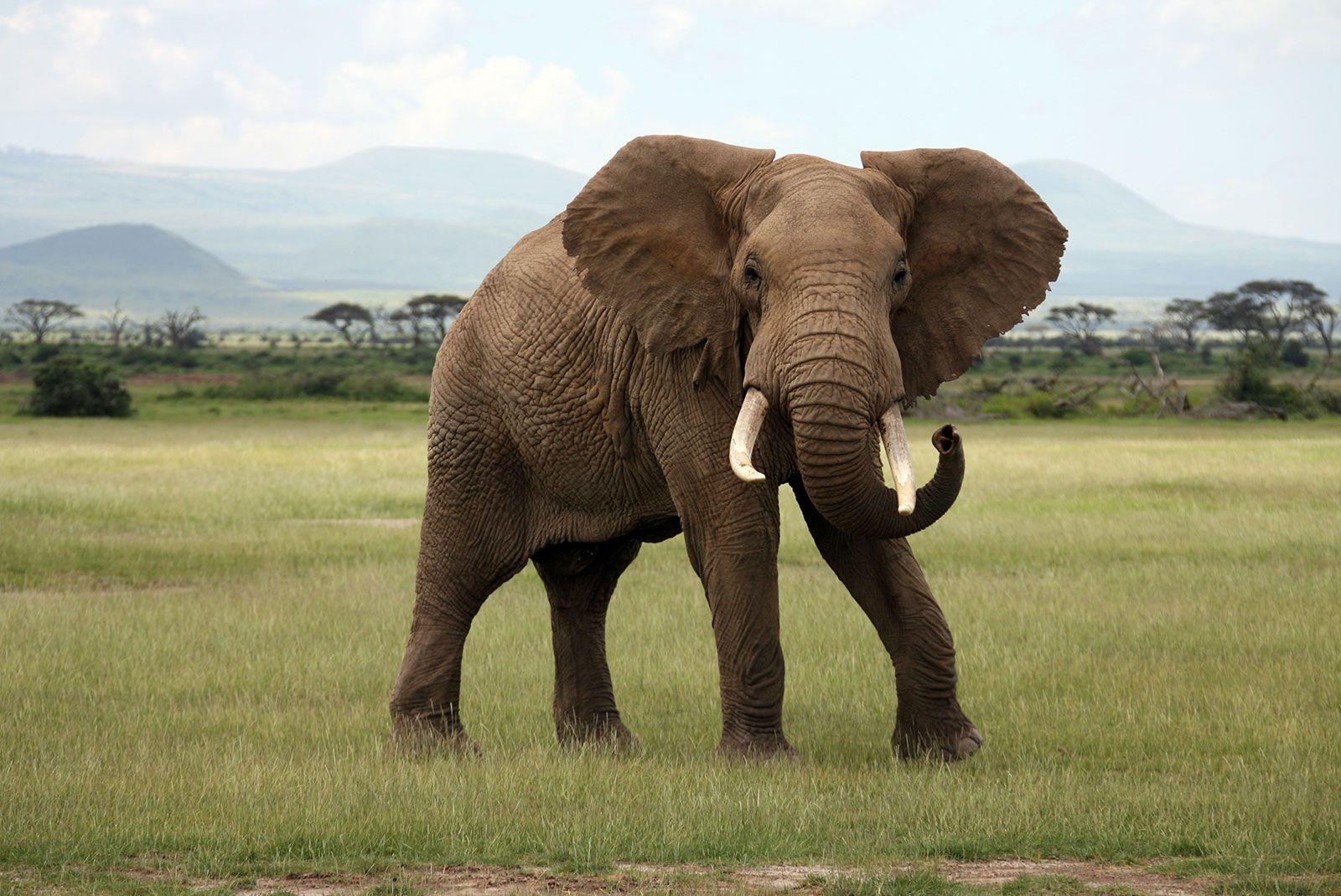 African_Elephant