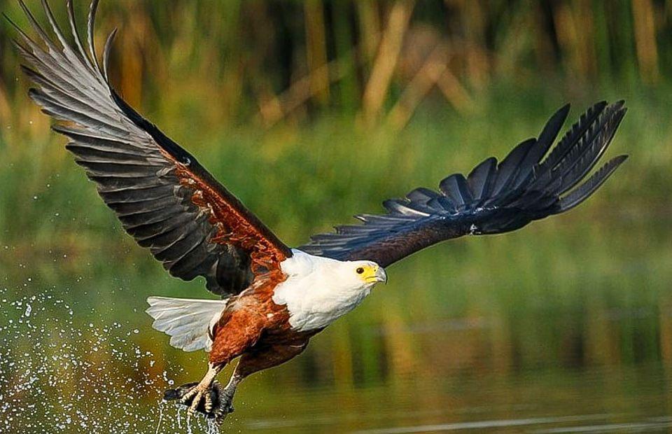 African_Fish_Eagle