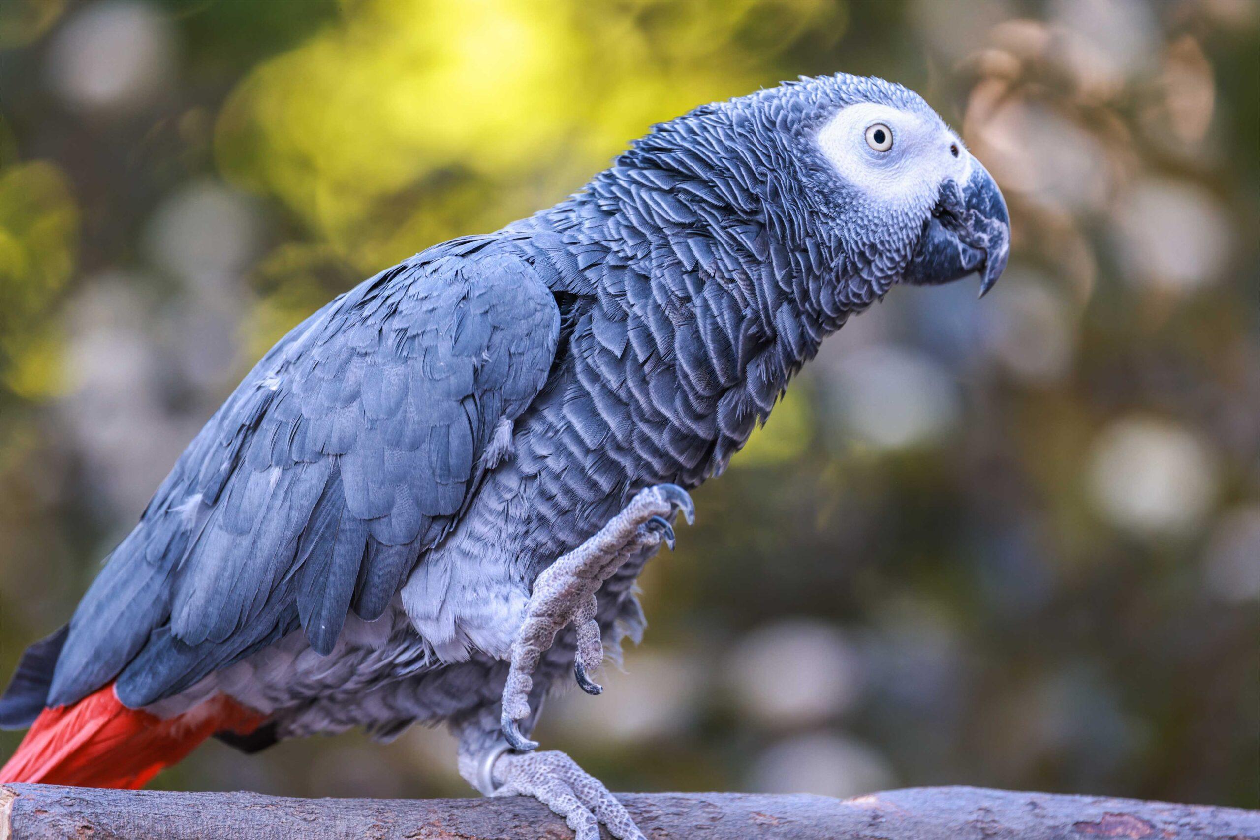 African_Grey_Parrot