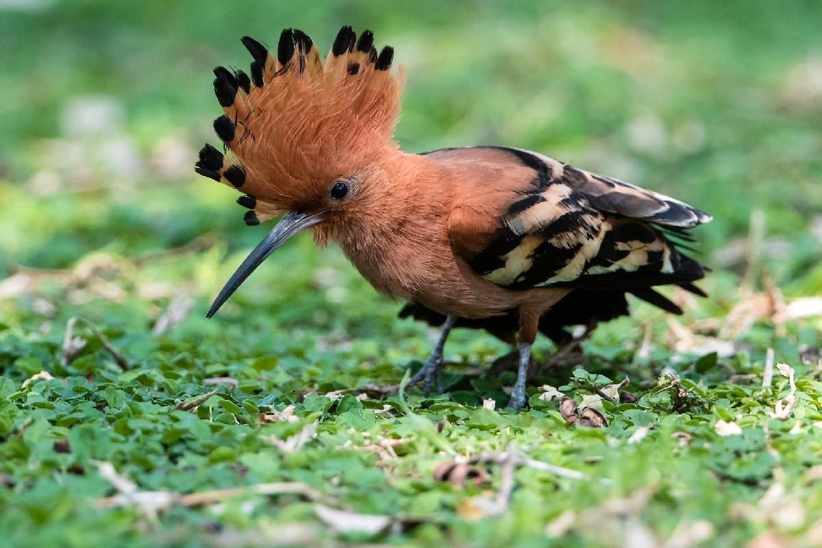 African_Hoopoe