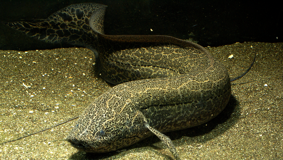 African_Lungfish