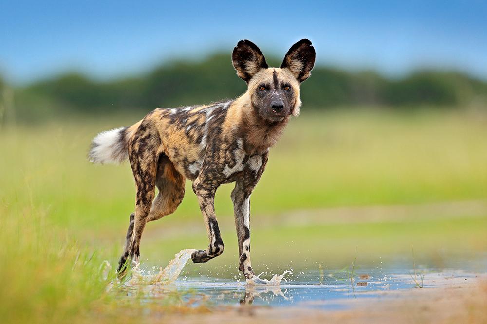 African_Wild_Dog