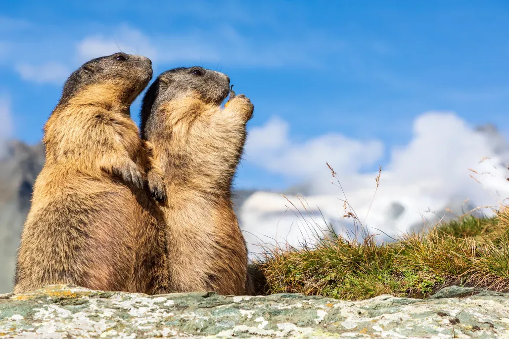 Alpine_Marmot