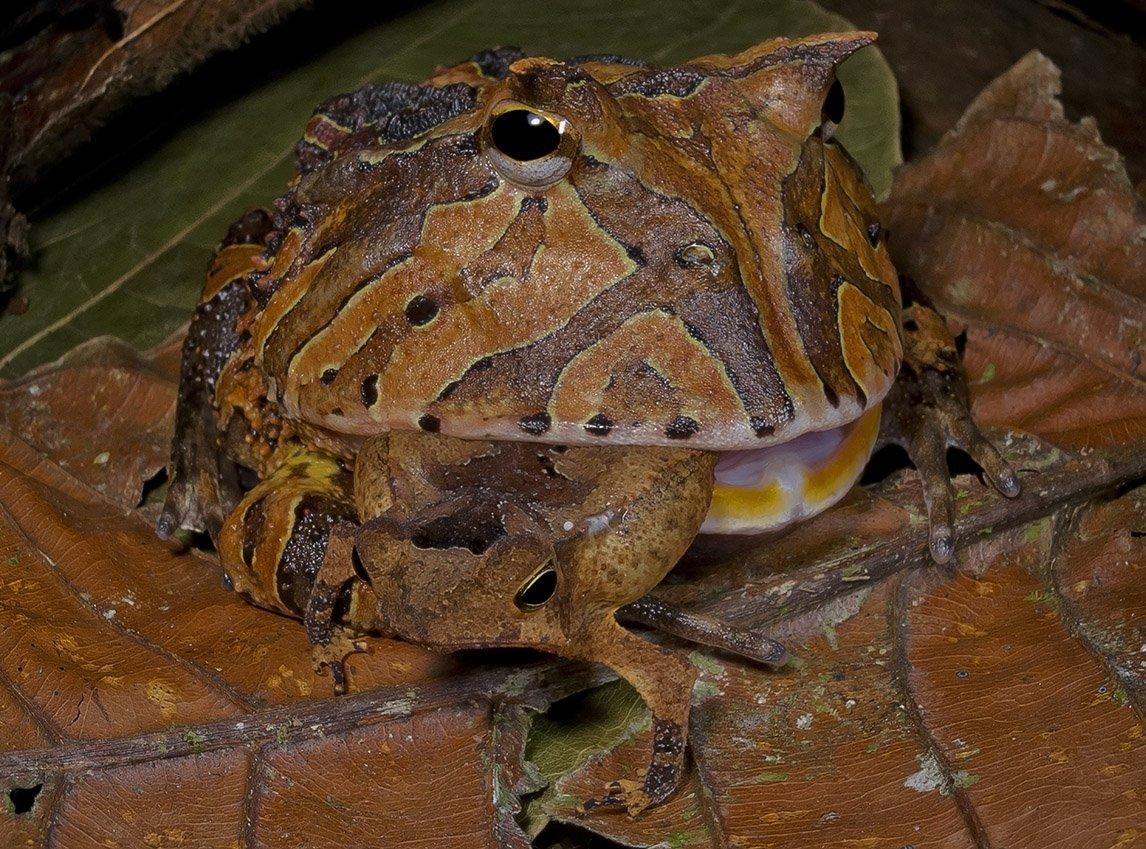 Amazon_Horned_Frog