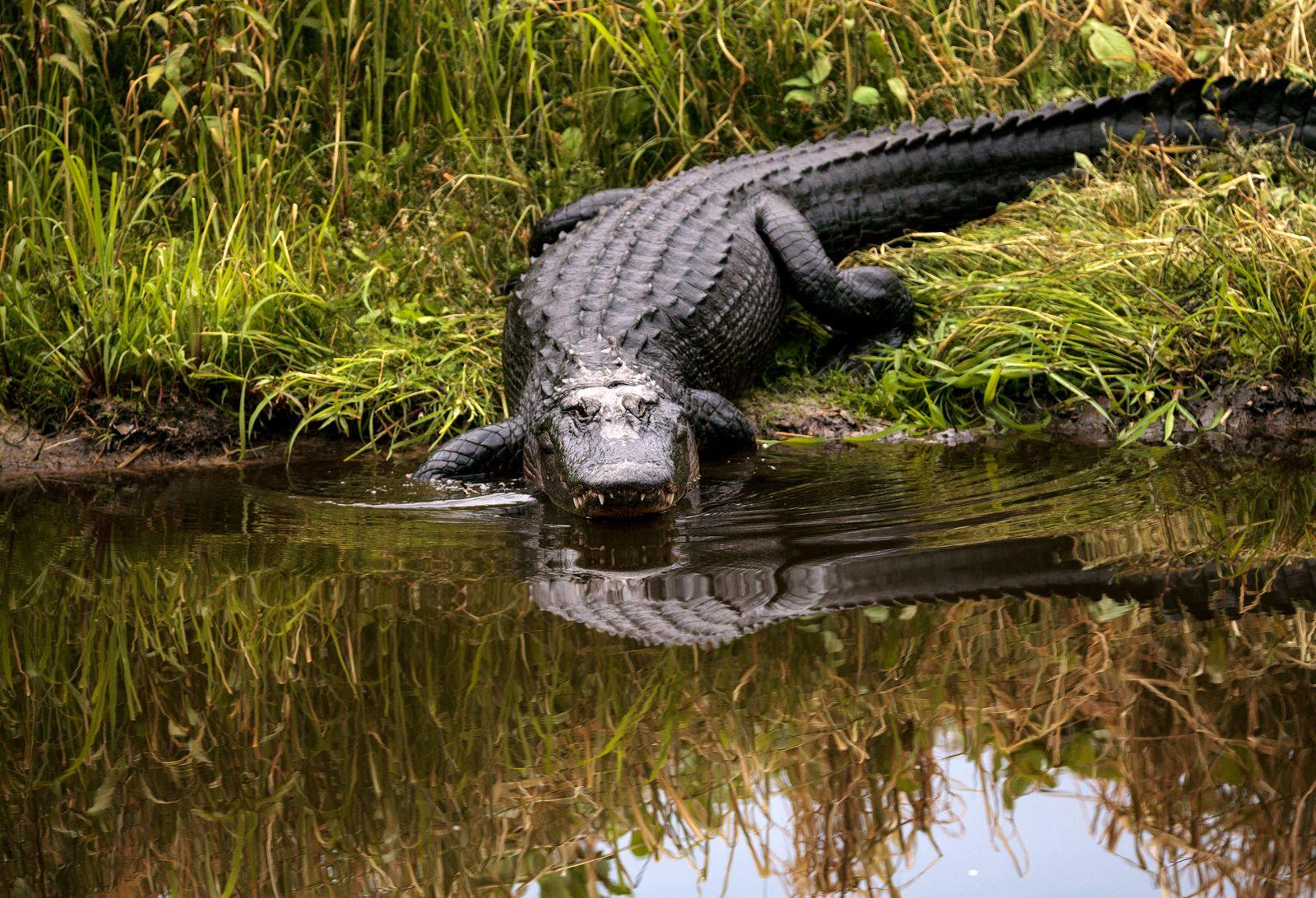 American_Alligator