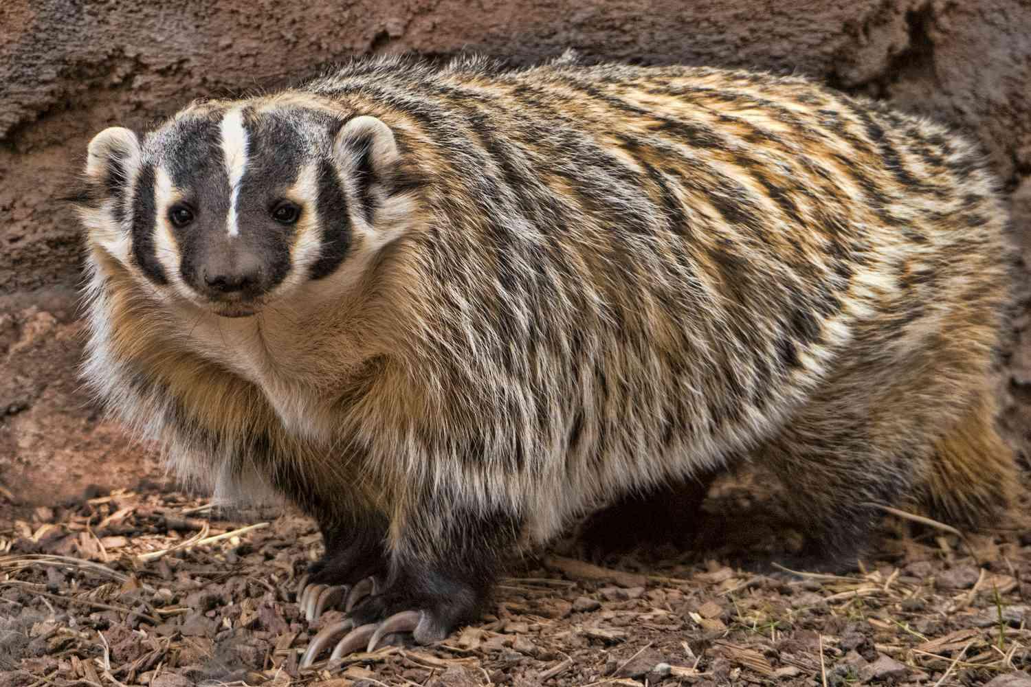 American_Badger