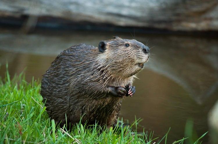 American_Beaver