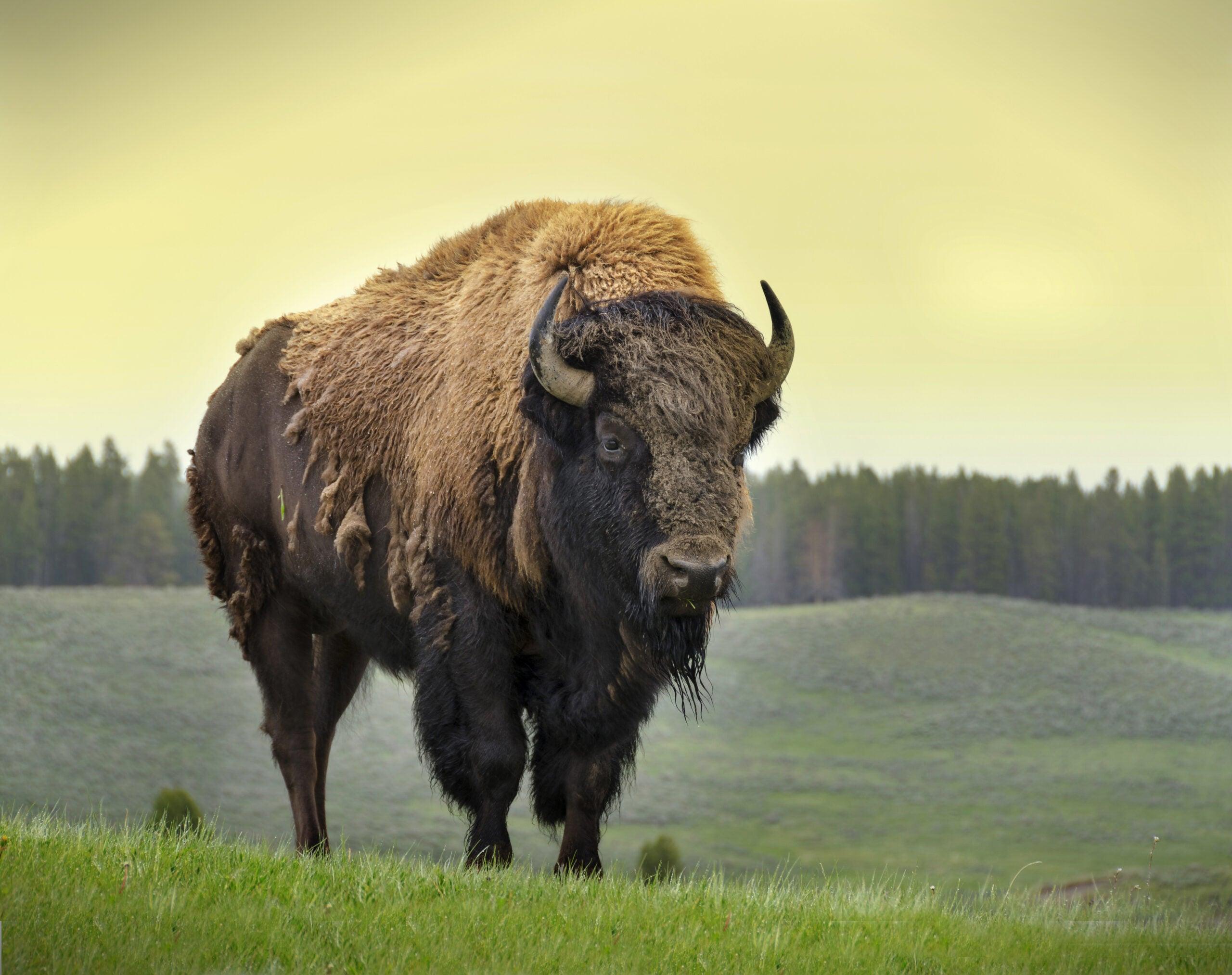 American_Bison