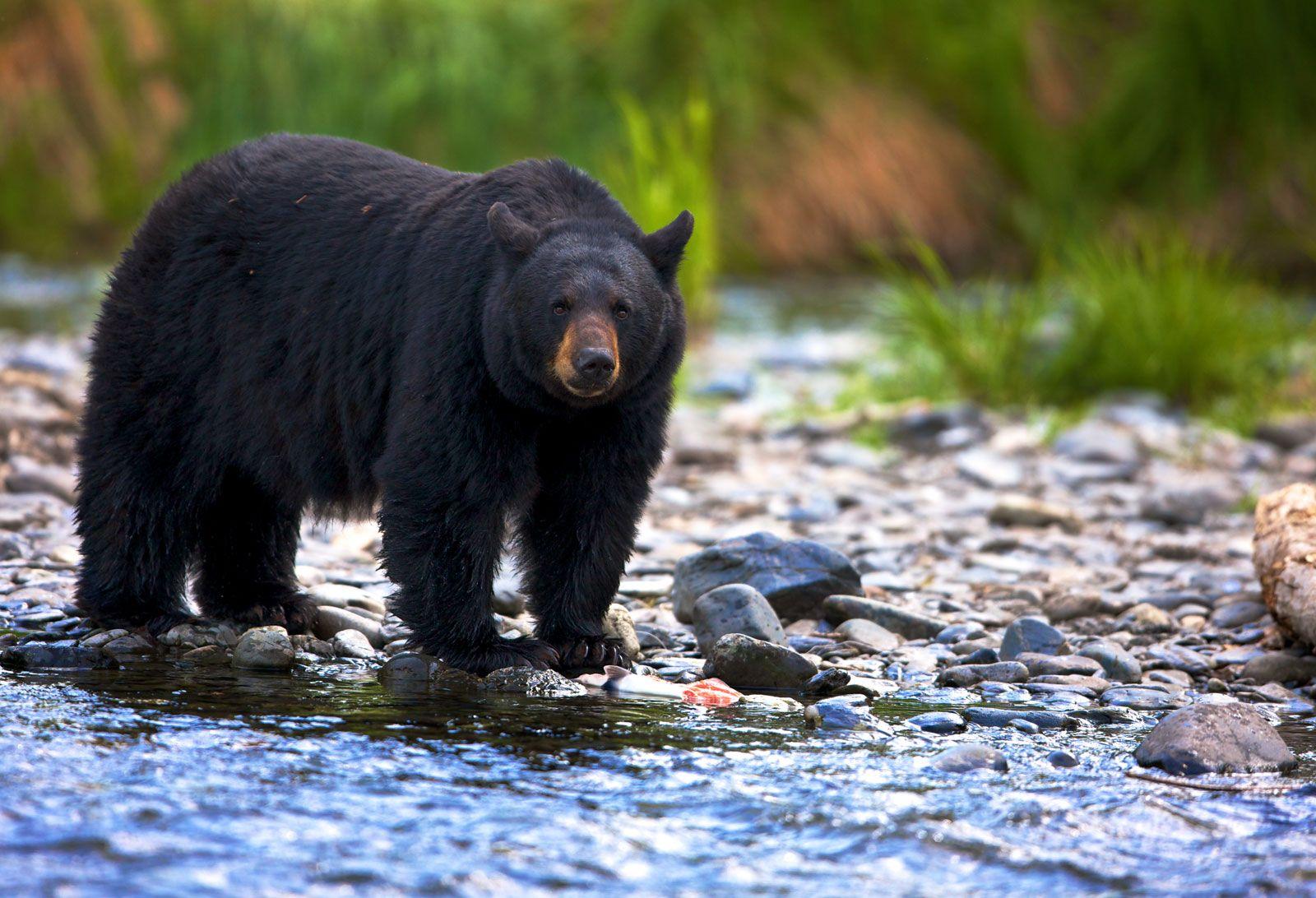 American_Black_Bear