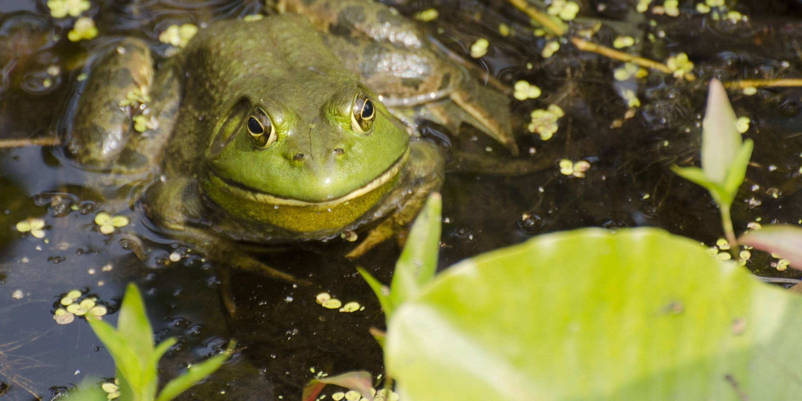 American_Bullfrog