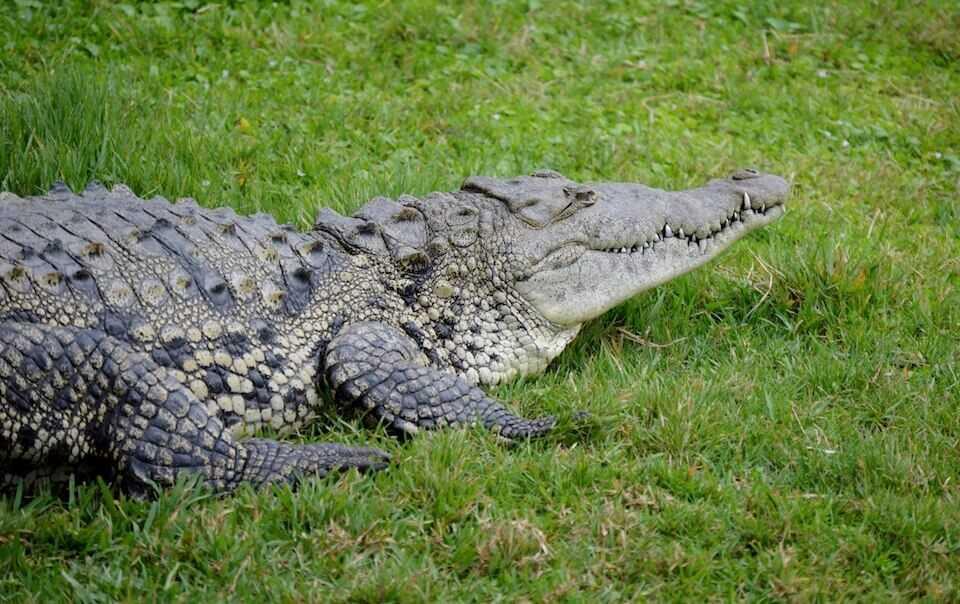 American_Crocodile