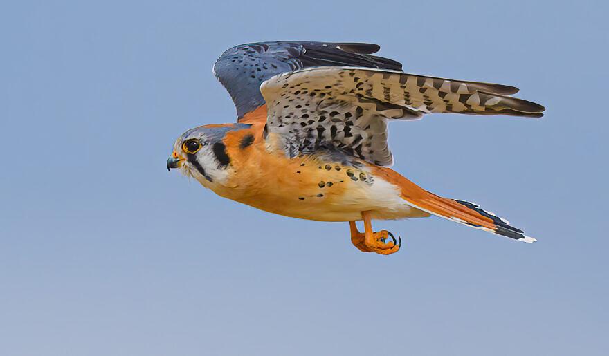 American_Kestrel