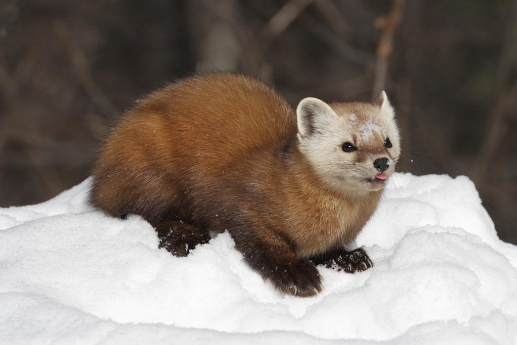 American_Marten