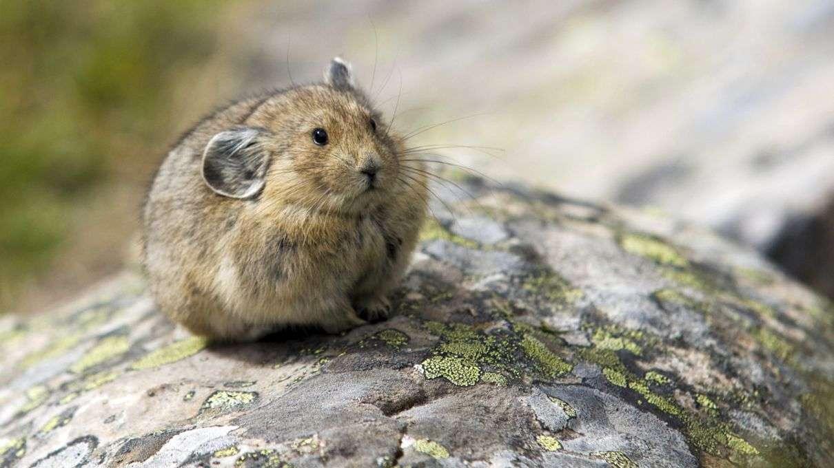 American_Pika