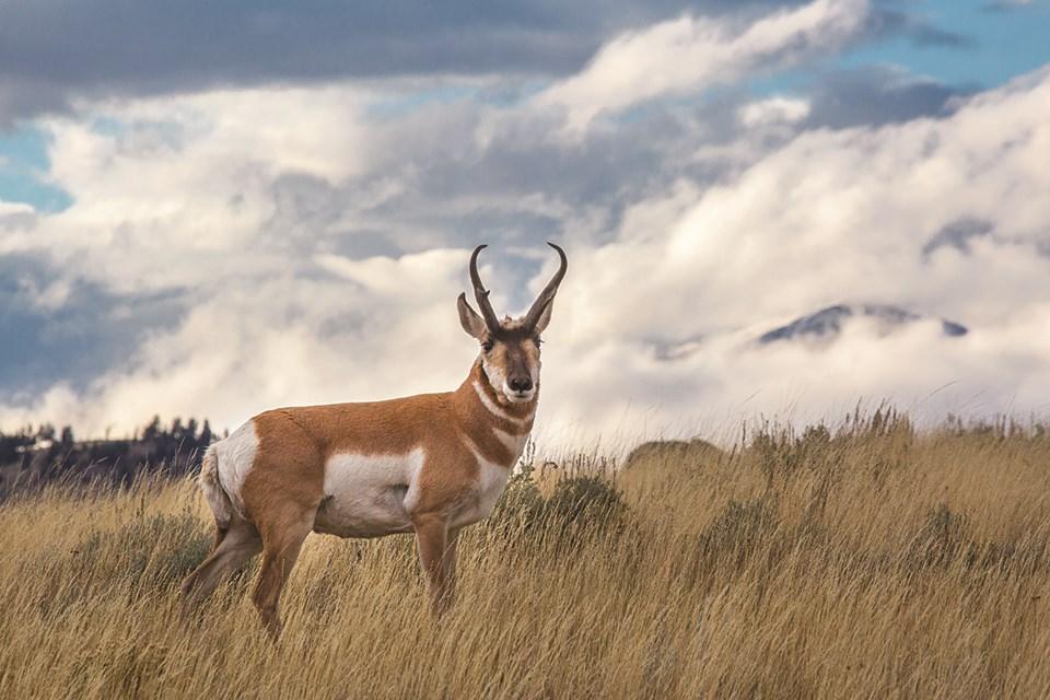 American_Pronghorn