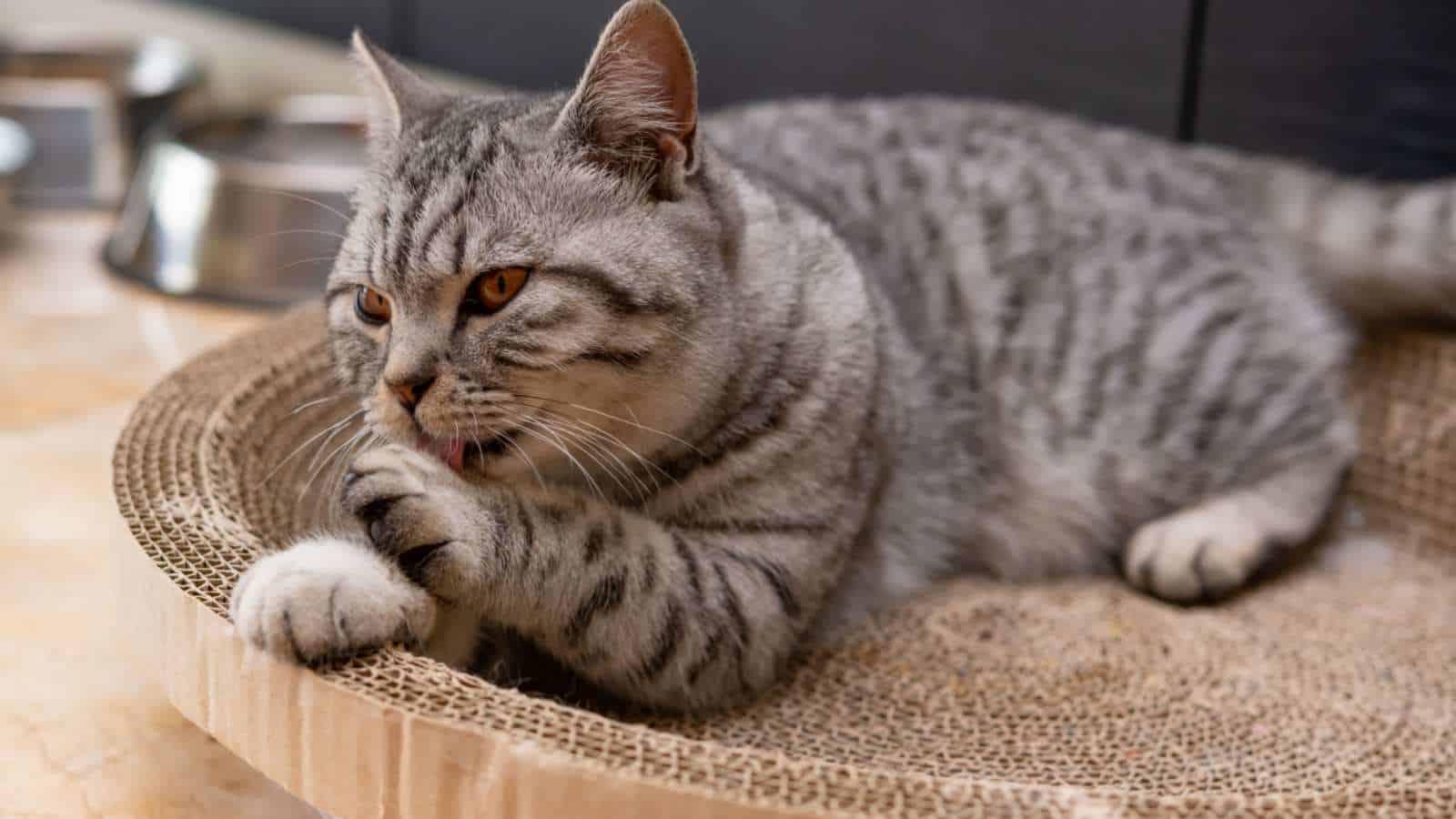 American_Shorthair