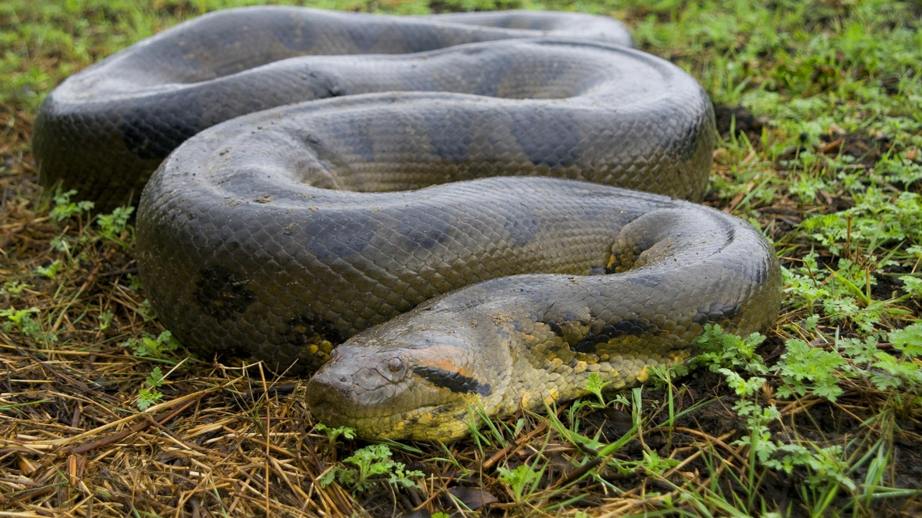 Anaconda