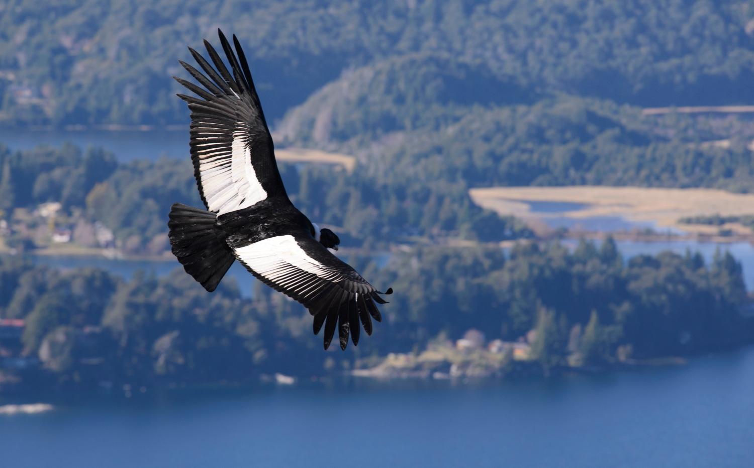 Andean_Condor