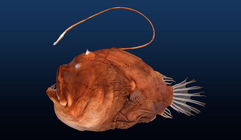 Anglerfish