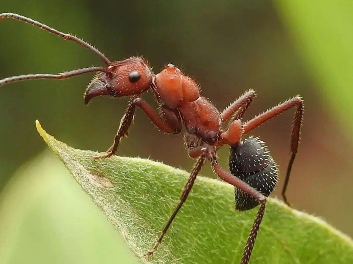 Ant