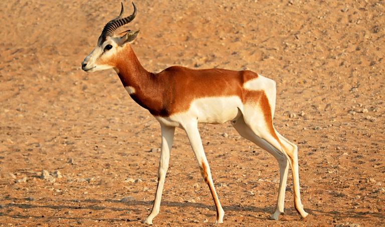 Antelope_eg_Impala_Gazelle