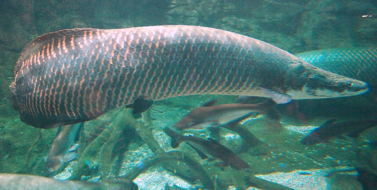 Arapaima