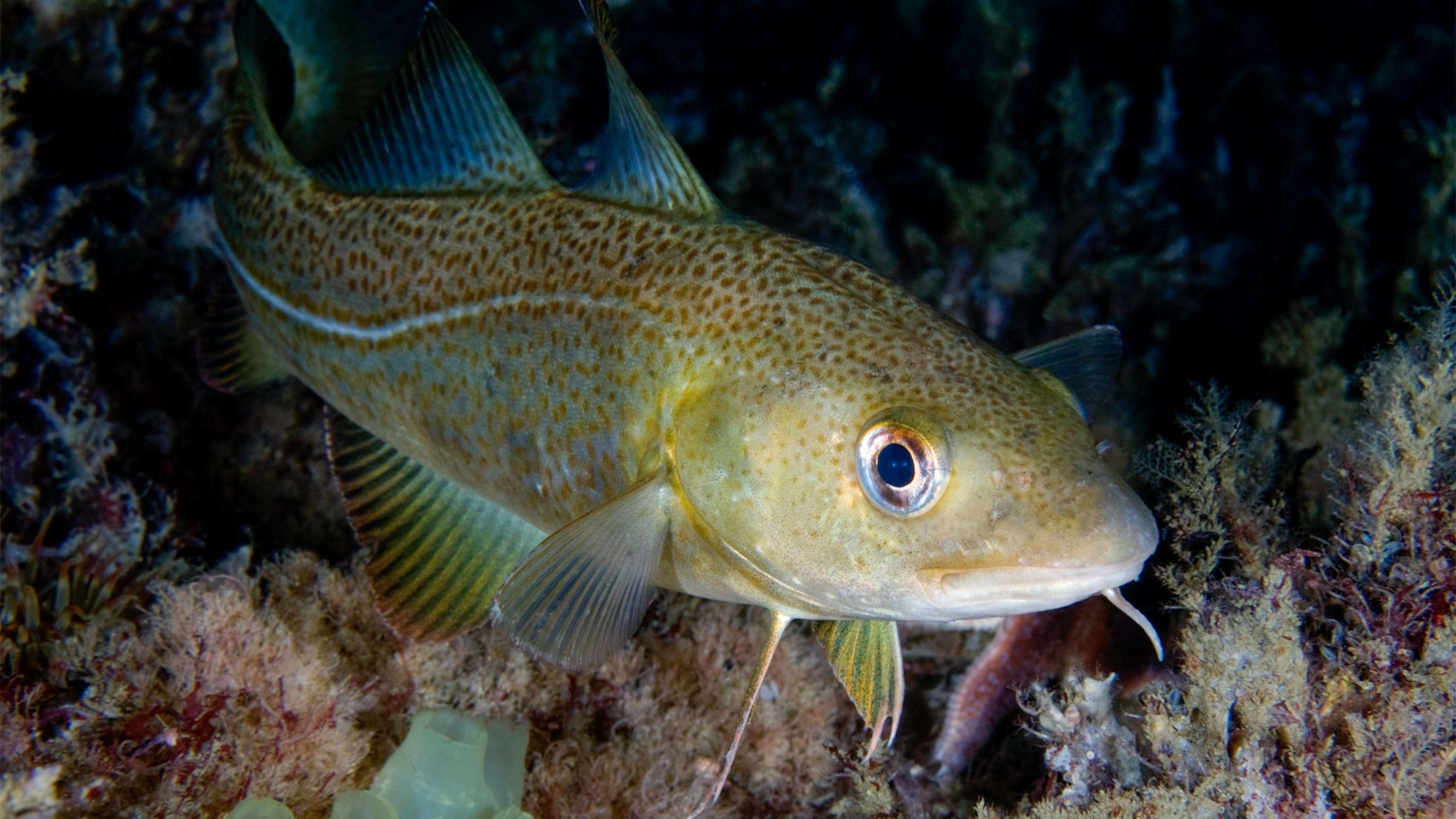 Arctic_Cod