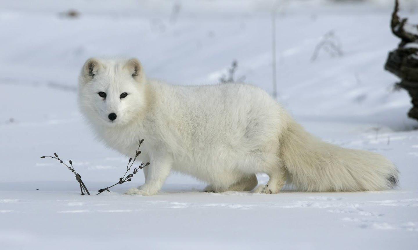 Arctic_Fox