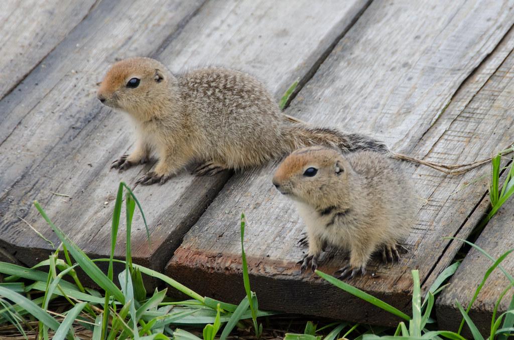 Arctic_Ground_Squirrel