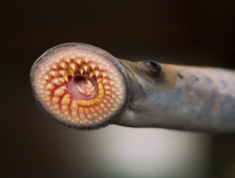 Arctic_Lamprey