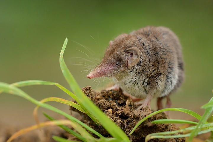 Arctic_Shrew