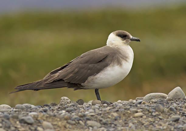 Arctic_Skua