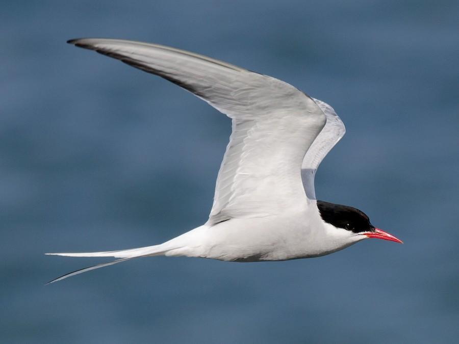 Arctic_Tern