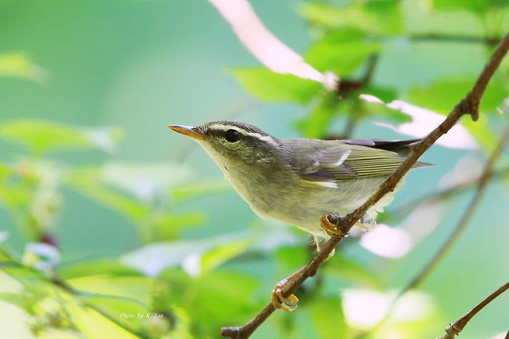 Arctic_Warbler