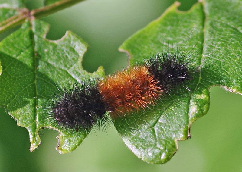 Arctic_Woolly_Bear_Caterpillar