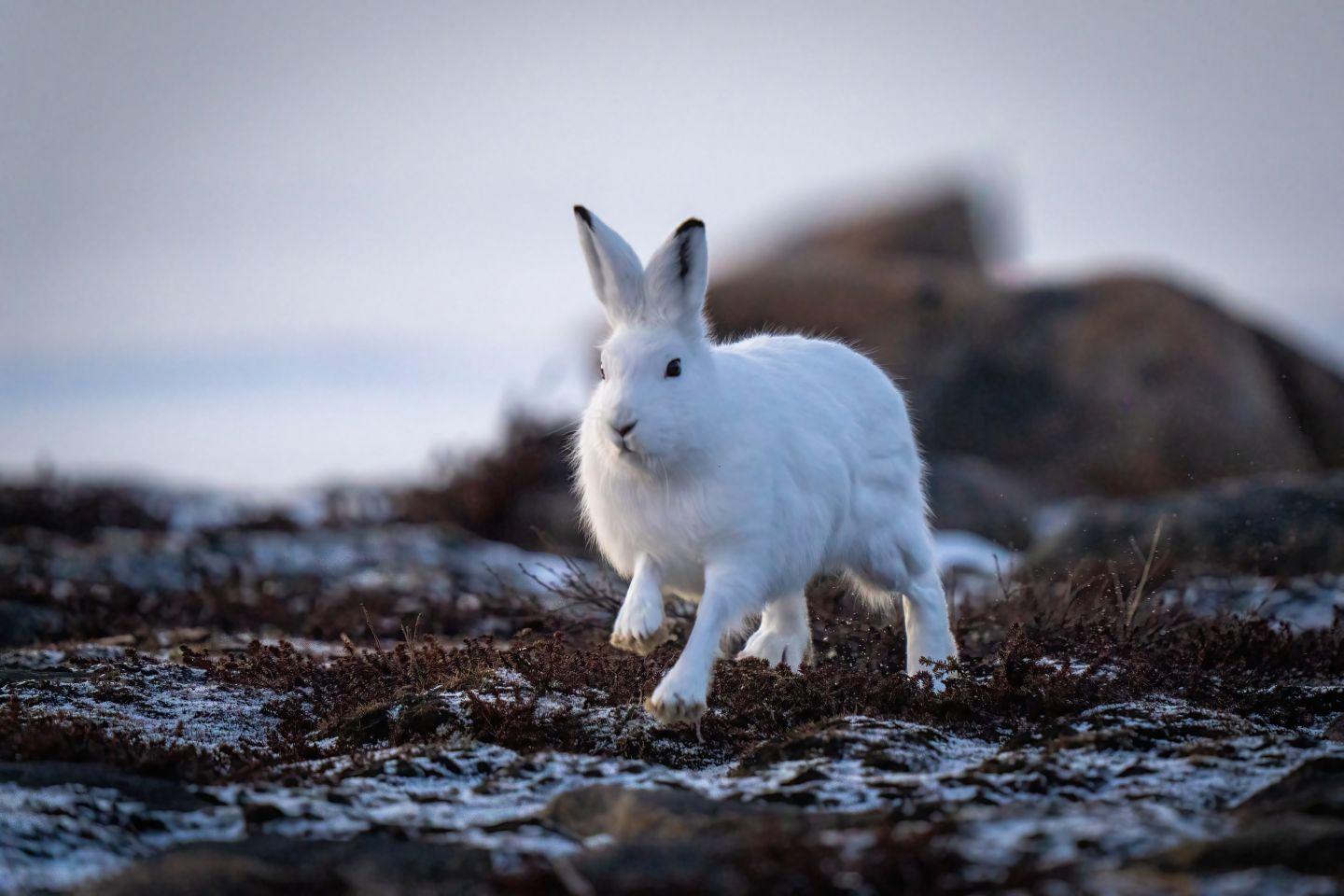 Arctic_animals_Arctic_Hare