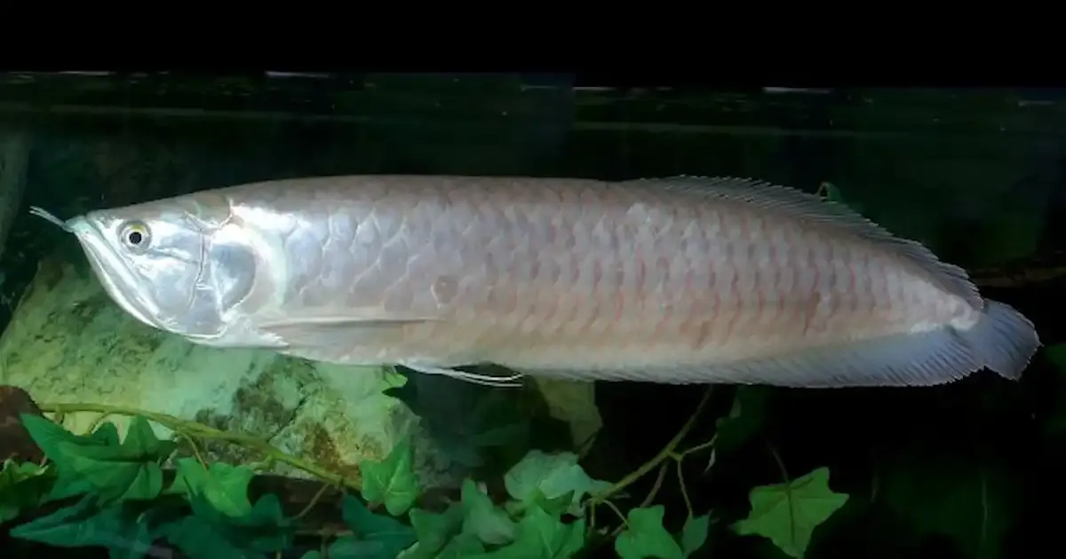 Arowana