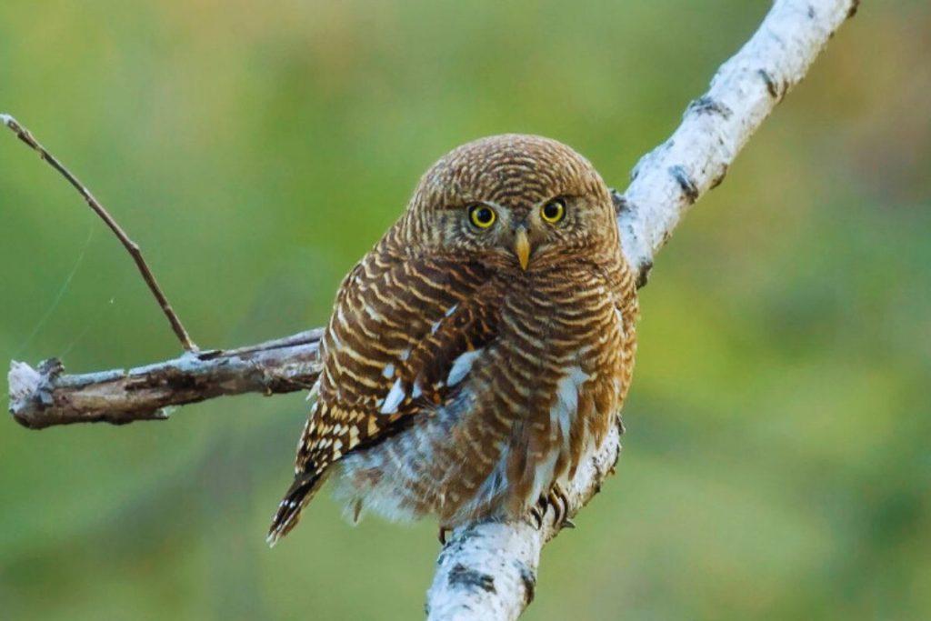 Asian_Barred_Owlet