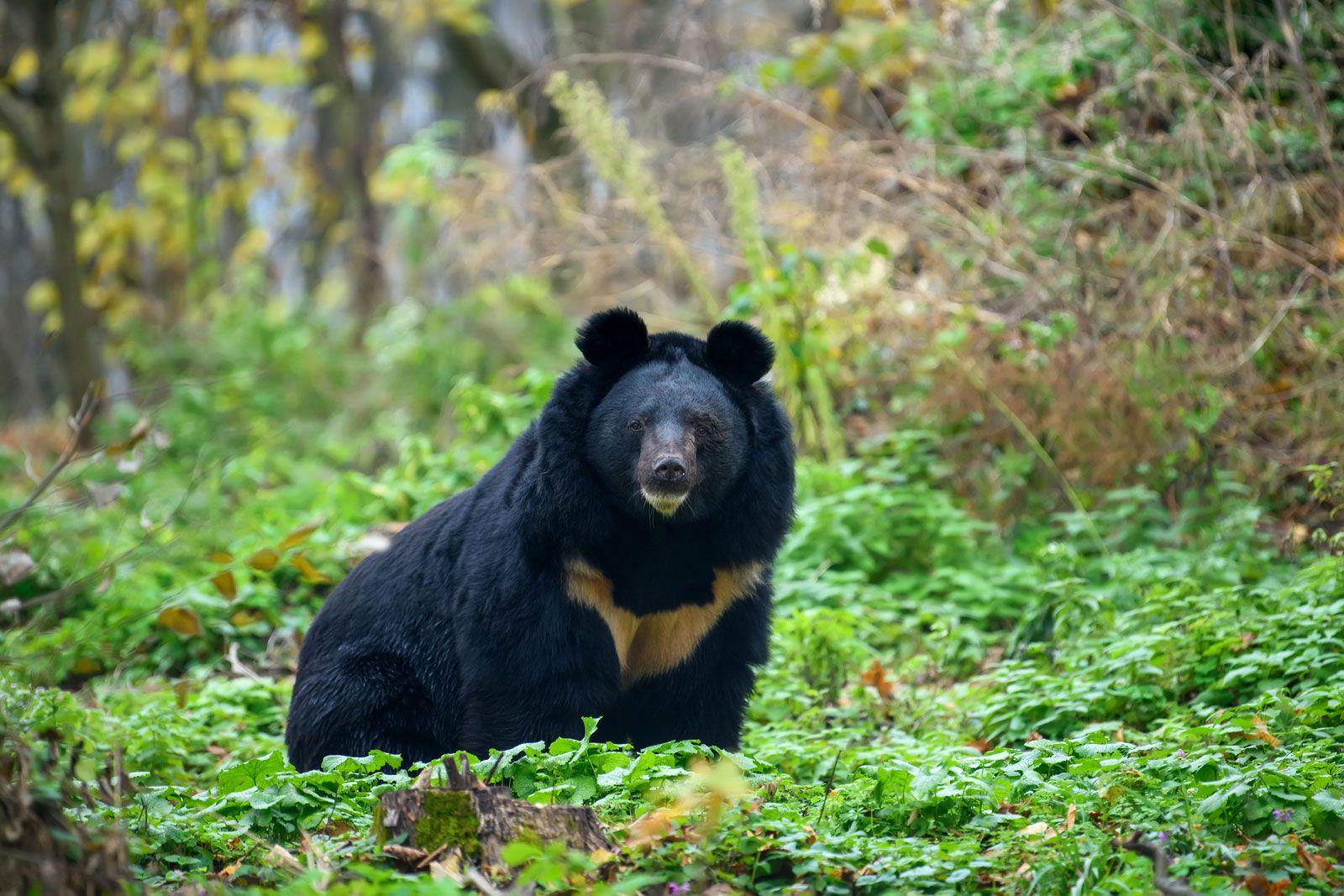 Asian_Black_Bears