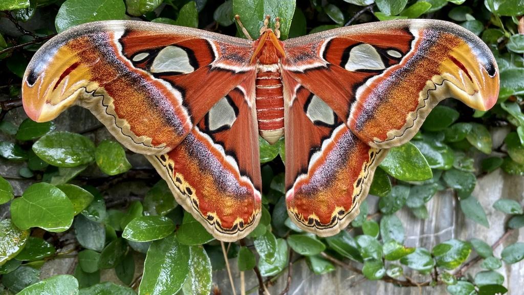 Atlas_Moth