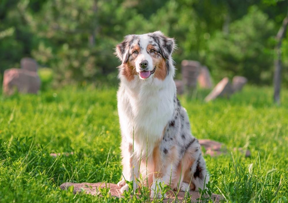 Australian_Shepherd