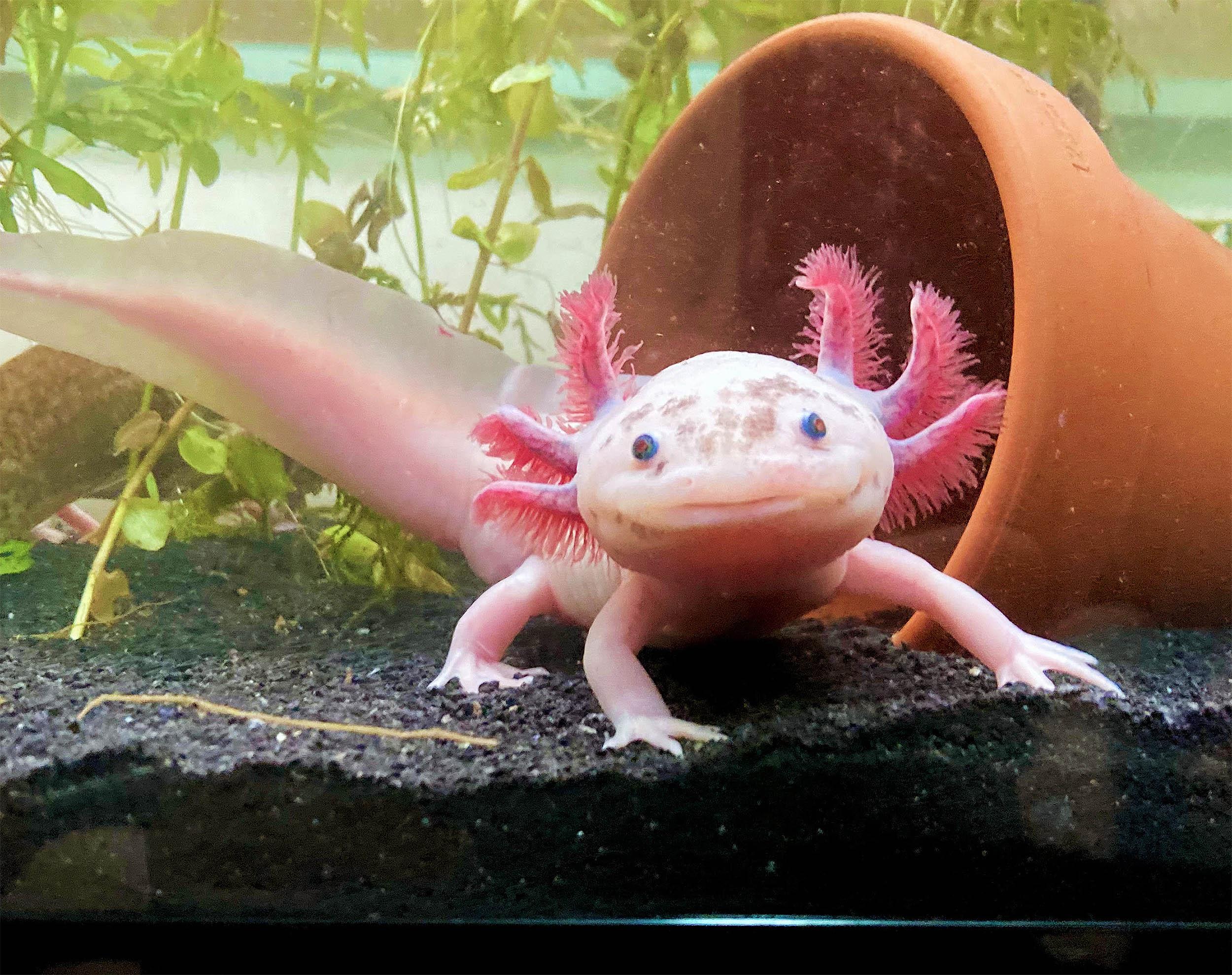 Axolotl